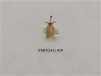 藏品(灰雙線刺蛾)的圖片